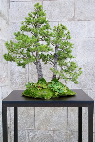 Árbol Picea Bonsai Sobre Una Mesa Madera Contra Una Pared — Foto de Stock