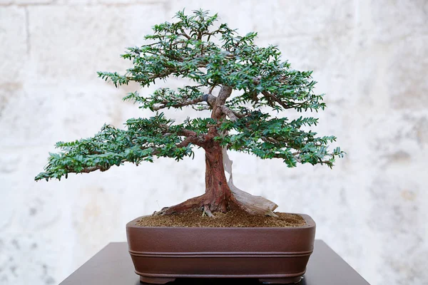 Taş bir duvara yaslanmış Taxus baccata bonsai ağacı
