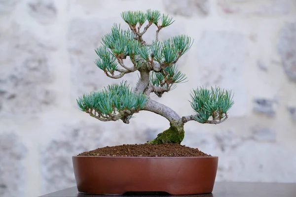 Pinus Bonsai Árbol Contra Una Pared Piedra — Foto de Stock