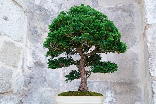 Taş bir duvara karşı Chamaecyparis bonsai