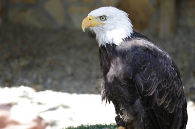 Kel Kartal (haliaeetus leucocephalus) yapay bir hancıya tünemiştir.