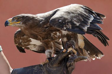 Altın kartal (Aquila chrysaetos) bir şahinin elinde