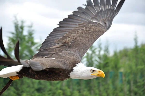 Американський Лисий Орел Haliaeetus Leucocephalus Польоті — стокове фото