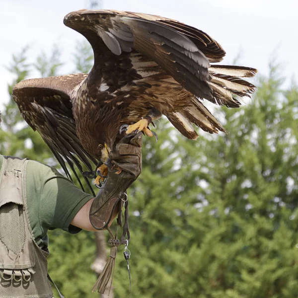 Steinadler Aquila Chrysaetos Fressen Den Händen Eines Falkners — Stockfoto