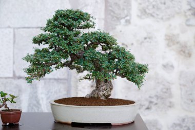 Taş bir duvara dayanmış Cotoneaster bonsai ağacı