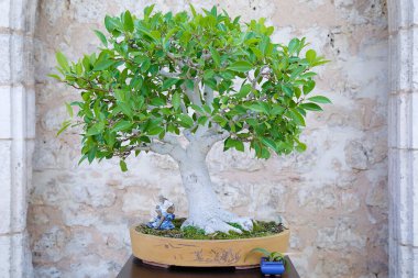 Taş bir duvara yaslanmış Ficus bonsai ağacı.