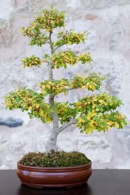 Taş bir duvara karşı ligustrum bonsai ağacı
