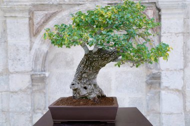 Taştan bir duvara yaslanmış Ulmus minör bonsai ağacı.