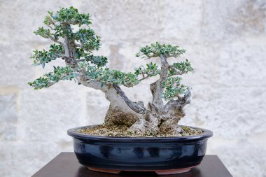 Taş bir duvara karşı Ullastre bonsai ağacı