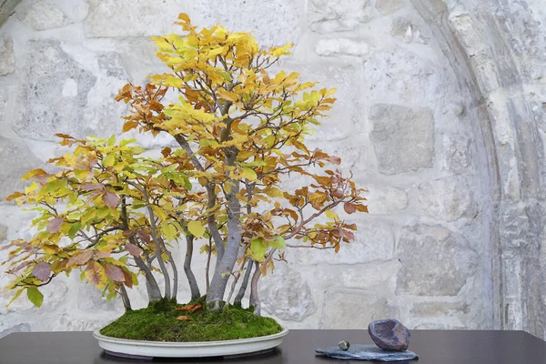 Fagus sylvatica orman bonsai ağacı taştan bir duvara karşı.