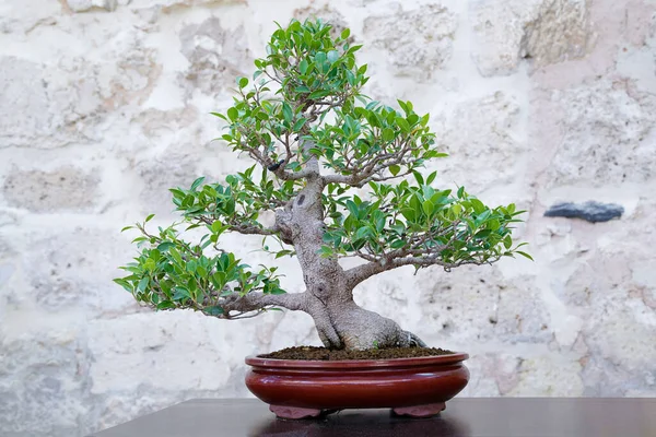 Ağlayan incir (Ficus benjamina) bonsai ağacı taştan bir duvara karşı