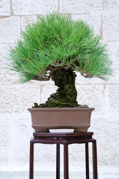 Pinus Mugo Bonsai Árbol Contra Una Pared Piedra — Foto de Stock