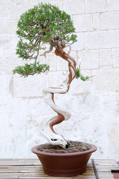 Juniperus Sabina Bonsai Árbol Contra Una Pared Piedra — Foto de Stock