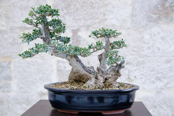 Taş bir duvara karşı Ullastre bonsai ağacı
