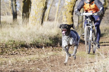 Bisikletli popüler bir kanikrosta yer alan bir köpek ve onun musher (bisiklet))