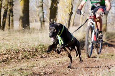 Bisikletli popüler bir kanikrosta yer alan bir köpek ve onun musher (bisiklet))