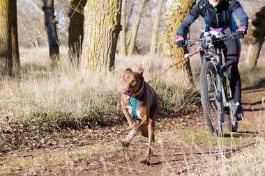 Bisikletli popüler bir kanikrosta yer alan bir köpek ve onun musher (bisiklet))