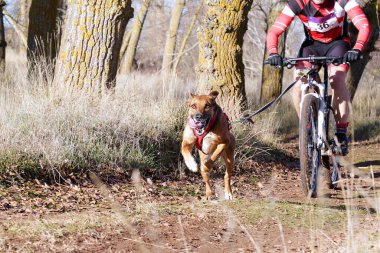Bisikletli popüler bir kanikrosta yer alan bir köpek ve onun musher (bisiklet))