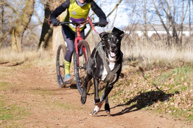 Köpek ve onun musher bir kazıcı dağ scooterıyla popüler bir kanikrosta yer alıyor