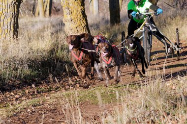 Köpekler ve onun musher 'ı üç tekerlekli bisiklet ile popüler bir kanikrosta yer alıyorlar.