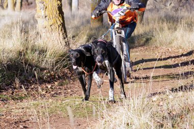 Köpek ve onun musher bir kazıcı dağ scooterıyla popüler bir kanikrosta yer alıyor