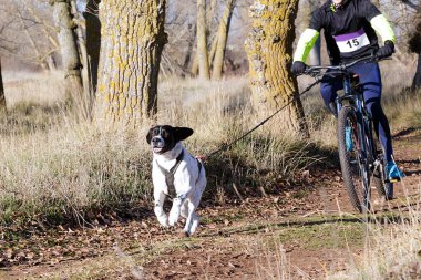 Bisikletli popüler bir kanikrosta yer alan bir köpek ve onun musher (bisiklet))