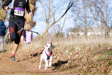 Köpek ve insan popüler bir kanikros yarışına katılıyor.