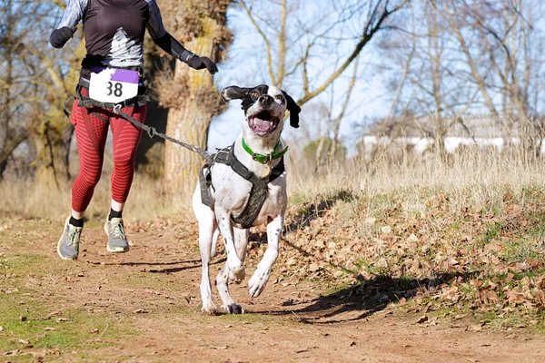 Hund Und Frau Bei Beliebtem Canicross Rennen — Stockfoto