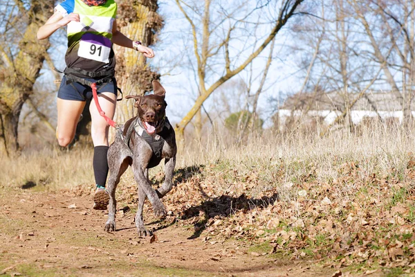 人気のあるレースに参加する犬と女性 ストック画像