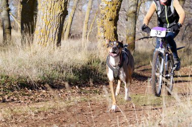 Bisikletli popüler bir kanikrosta yer alan bir köpek ve onun musher (bisiklet))