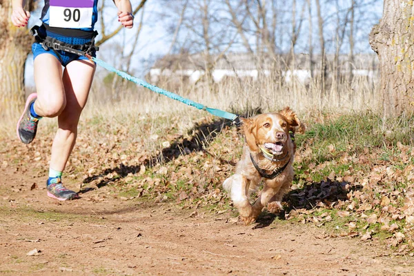 人気のあるレースに参加する犬と女性 ロイヤリティフリーのストック画像