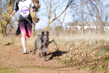Köpek ve kadın popüler bir kanikros yarışına katılıyor.