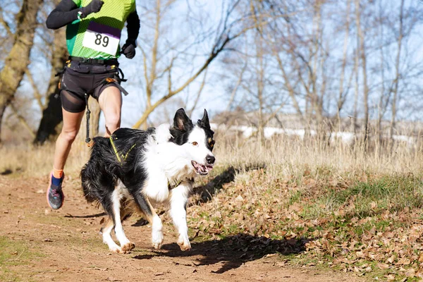 Köpek ve insan popüler bir kanikros yarışına katılıyor.