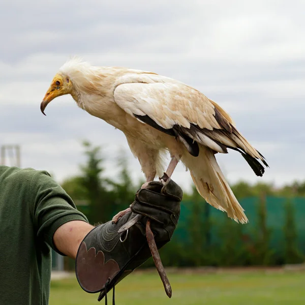 Ägyptischer Geier Neophron Percnopterus Den Händen Eines Falkners — Stockfoto