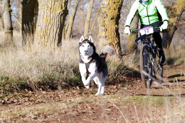 Bisikletli popüler bir kanikrosta yer alan bir köpek ve onun musher (bisiklet))
