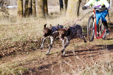 Köpek ve onun musher bir kazıcı dağ scooterıyla popüler bir kanikrosta yer alıyor