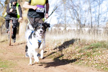 Köpek ve insan popüler bir kanikros yarışına katılıyor.