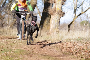 Köpek ve onun musher bir kazıcı dağ scooterıyla popüler bir kanikrosta yer alıyor