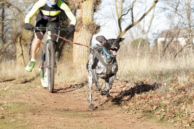 Köpek ve onun musher bir kazıcı dağ scooterıyla popüler bir kanikrosta yer alıyor
