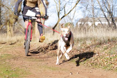 Köpek ve onun musher bir kazıcı dağ scooterıyla popüler bir kanikrosta yer alıyor