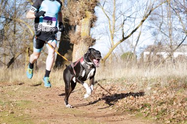 Köpek ve insan popüler bir kanikros yarışına katılıyor.