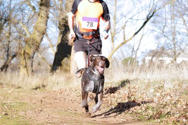 Köpek ve insan popüler bir kanikros yarışına katılıyor.