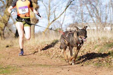 Köpek ve kadın popüler bir kanikros yarışına katılıyor.