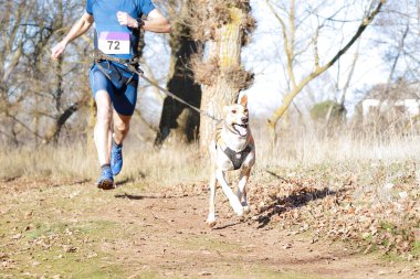 Köpek ve insan popüler bir kanikros yarışına katılıyor.