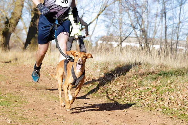 Köpek ve insan popüler bir kanikros yarışına katılıyor.