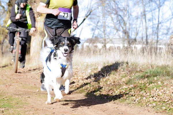 Hund Und Mensch Beim Beliebten Canicross Rennen — Stockfoto