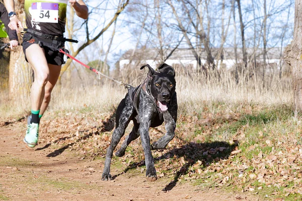 Köpek ve insan popüler bir kanikros yarışına katılıyor.