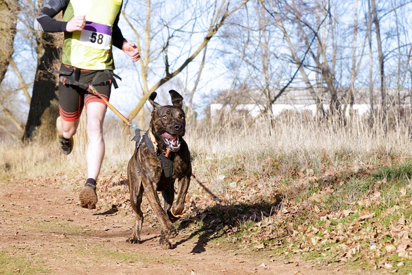 Köpek ve insan popüler bir kanikros yarışına katılıyor.