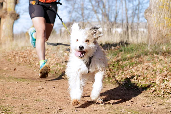 Dog and woman taking part in a popular canicross race