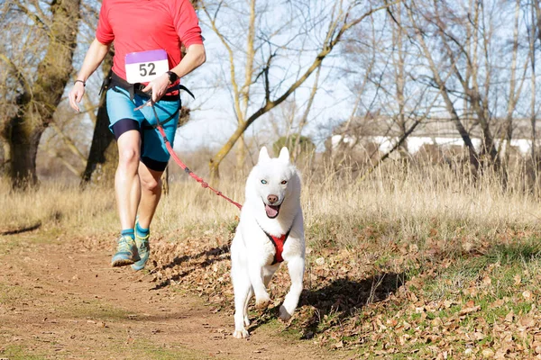 Hund Und Mensch Beim Beliebten Canicross Rennen — Stockfoto